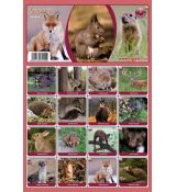 Pexeso A4 - savci nebo domácí zvířata