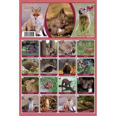 Pexeso A4 - savci nebo domácí zvířata